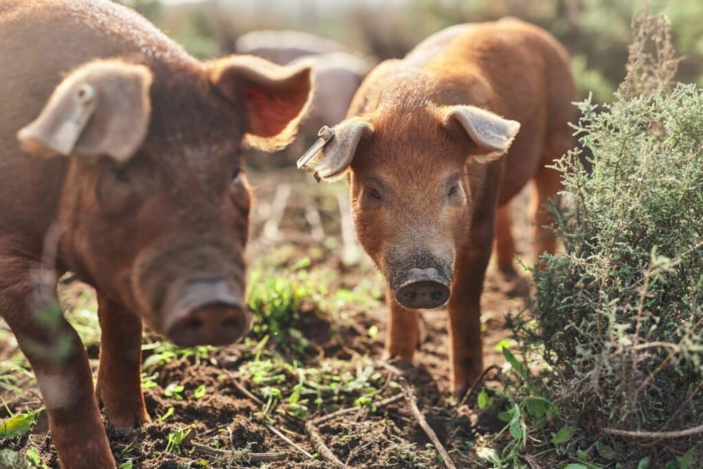 Go pig or go home. Shot of pigs roaming around on a farm.