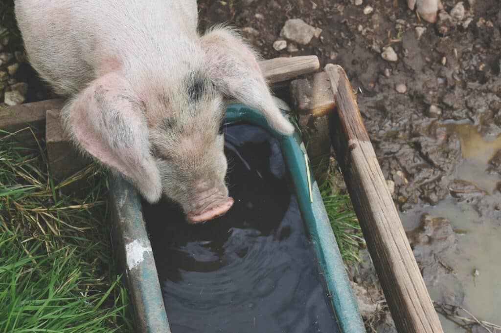 Pig drinking water from A trough on a farm